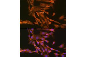 Immunofluorescence analysis of NIH-3T3 cells using Thioredoxin 1 (Trx1/Thioredoxin 1 (Trx1/TXN)) Rabbit pAb (ABIN6133955, ABIN6149720, ABIN6149722 and ABIN6223553) at dilution of 1:100 (40x lens). (TXN antibody  (C-Term))