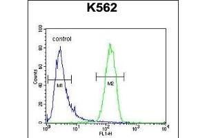 GAGE13 Antibody (N-term) (ABIN654525 and ABIN2844247) flow cytometric analysis of K562 cells (right histogram) compared to a negative control cell (left histogram). (G Antigen 13 antibody  (N-Term))