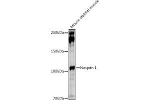 Western blot analysis of extracts of Mouse skeletal muscle, using Nesprin 1 antibody (ABIN7270520) at 1:1000 dilution.