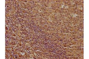 IHC image of ABIN7139916 diluted at 1:100 and staining in paraffin-embedded human tonsil tissue performed on a Leica BondTM system. (LPAR5 antibody  (AA 310-326))