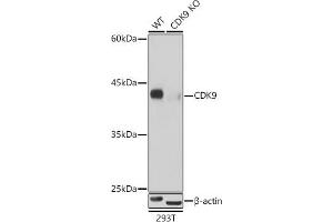 CDK9 antibody