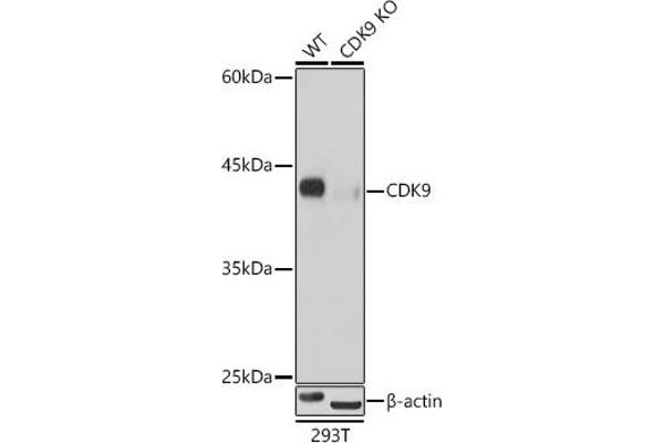 CDK9 antibody