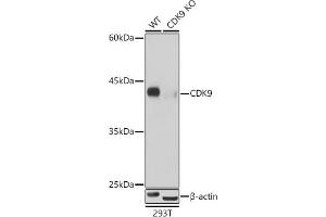 Western blot analysis of extracts from wild type(WT) and CDK9 knockout (KO) 293T cells, using CDK9 antibody (ABIN7266597) at 1:500 dilution.