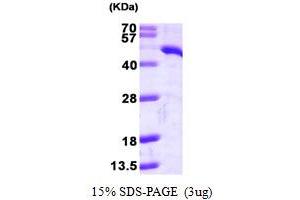 SDS-PAGE (SDS) image for Tryptophan 2,3-Dioxygenase (TDO2) (AA 1-406) protein (His tag) (ABIN667369)