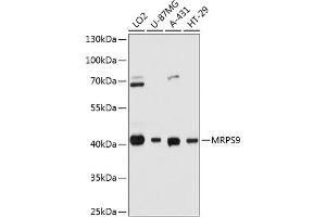 Western blot analysis of extracts of various cell lines, using MRPS9 antibody (ABIN6132998, ABIN6144050, ABIN6144051 and ABIN6215425) at 1:3000 dilution. (MRPS9 antibody  (AA 237-396))