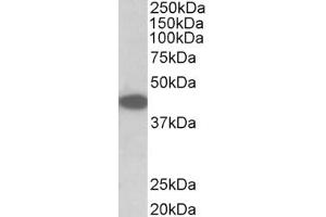 Image no. 1 for anti-Tribbles Homolog 1 (TRIB1) (AA 304-317) antibody (ABIN1104819) (TRIB1 antibody  (AA 304-317))