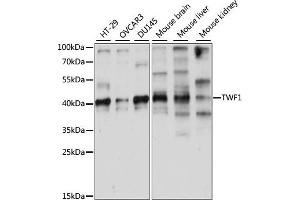 Western blot analysis of extracts of various cell lines, using TWF1 antibody (ABIN7271105) at 1:1000 dilution. (TWF1 antibody  (AA 101-350))