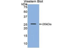 Western Blotting (WB) image for anti-Poliovirus Receptor-Related 2 (Herpesvirus Entry Mediator B) (PVRL2) (AA 76-353) antibody (ABIN1860375) (PVRL2 antibody  (AA 76-353))