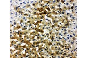 IHC-P: BSP antibody testing of rat liver tissue (IBSP antibody  (C-Term))