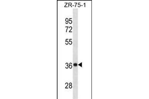 CHORDC1 Antikörper  (AA 127-156)