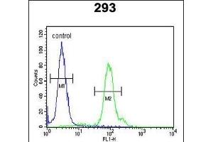 KLC2 Antibody (C-Term) (ABIN653755 and ABIN2843055) flow cytometric analysis of 293 cells (right histogram) compared to a negative control cell (left histogram). (KLC2 antibody  (C-Term))