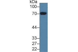 Detection of HDC in Human 293T cell lysate using Polyclonal Antibody to Histidine Decarboxylase (HDC) (HDC antibody  (AA 160-369))