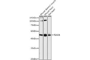 Western blot analysis of extracts of various cell lines, using TE antibody (ABIN6129488, ABIN6148982, ABIN6148984 and ABIN6217332) at 1:1000 dilution. (TEAD1 antibody  (AA 135-215))