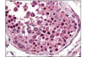 Image no. 3 for anti-Nanog Homeobox (NANOG) (C-Term) antibody (ABIN374808) (Nanog antibody  (C-Term))