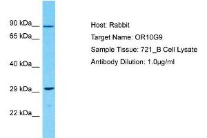 Host: Rabbit Target Name: OR10G9 Sample Type: 721_B Whole Cell lysates Antibody Dilution: 1.