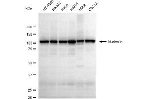 Western blotting analysis using Nucleolin antibody (ABIN7799668).