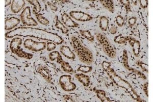 ABIN6261811 and ABIN6272300 at 1/100 staining Human kidney tissue by IHC-P. (FOXR1 antibody  (C-Term))