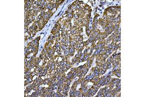 Immunohistochemistry (IHC) image for anti-Cytochrome C, Somatic (CYCS) (AA 1-105) antibody (ABIN3020719)