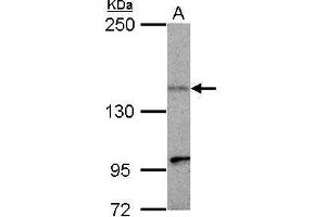 WB Image Sample (30 ug of whole cell lysate) A: HepG2 5% SDS PAGE antibody diluted at 1:500 (KIF1C antibody)