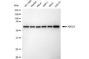 Western blotting analysis using ABCE1 antibody (ABIN7797688). (Recombinant ABCE1 antibody)
