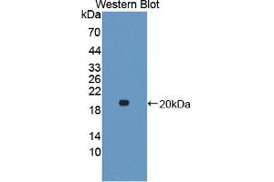 Figure. (Annexin IV antibody  (AA 2-166))