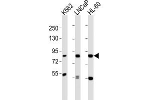 All lanes : Anti-HR Antibody (C-term) at 1:2000 dilution Lane 1: K562 whole cell lysates Lane 2: LNCaP whole cell lysates Lane 3: HL-60 whole cell lysates Lysates/proteins at 20 μg per lane. (HMMR antibody  (C-Term))