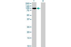 Western Blot analysis of CENPC1 expression in transfected 293T cell line by CENPC1 MaxPab polyclonal antibody.