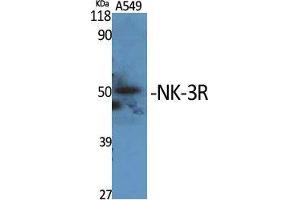 Western Blot (WB) analysis of specific cells using NK-3R Polyclonal Antibody. (TACR3 antibody  (C-Term))