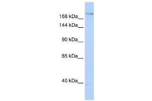 Plexin A2 antibody used at 1 ug/ml to detect target protein. (Plexin A2 antibody  (N-Term))