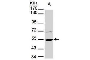 WB Image Sample(30 μg of whole cell lysate) A:293T 7. (eEF1A1 antibody)