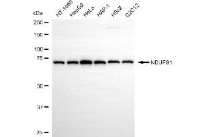 Western blotting analysis using NDUFS1 antibody (ABIN7799555).