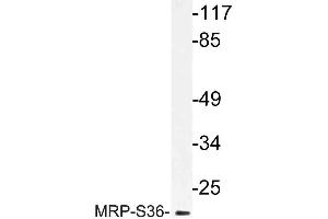 Western blot (WB) analysis of MRP-S36 antibody in extracts from HepG2 cells. (MRPS36 antibody)