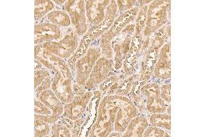 Immunohistochemistry of paraffin-embedded mouse kidney using [KO Validated]  Rabbit mAb (ABIN7271243) at dilution of 1:100 (40x lens). (AKT1 antibody)