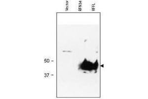Western blot using  Protein A Purified anti-RFFL antibody shows detection of RFFL (arrowhead) in lysate. (RFFL antibody  (AA 1-363))