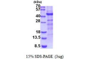 SDS-PAGE (SDS) image for Carbohydrate Sulfotransferase 10 (CHST10) (AA 28-356) protein (His tag) (ABIN5854169)