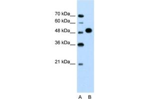 Western Blotting (WB) image for anti-Makorin Ring Finger Protein 1 (MKRN1) antibody (ABIN2462668) (MKRN1 antibody)