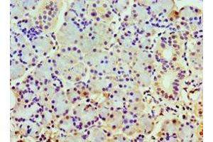 Immunohistochemistry of paraffin-embedded human pancreatic tissue using ABIN7148498 at dilution of 1:100 (COPS7A antibody  (AA 1-275))