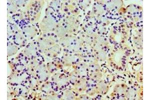 Immunohistochemistry of paraffin-embedded human pancreatic tissue using ABIN7148498 at dilution of 1:100 (COPS7A antibody  (AA 1-275))