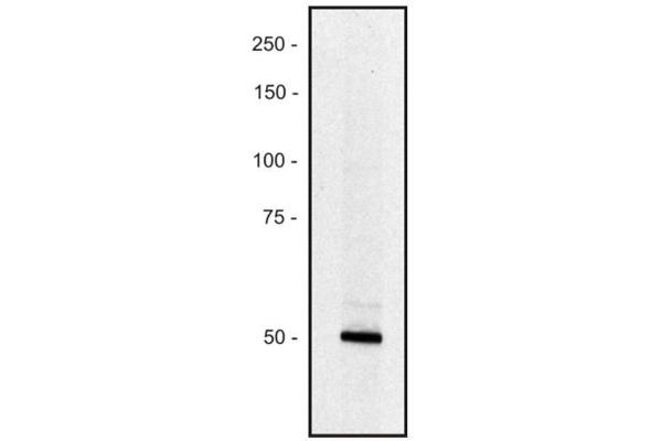 PCLO antibody  (PE)