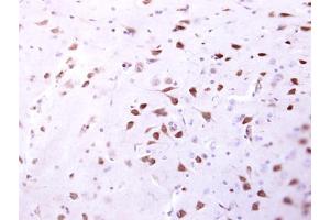 IHC-P Image ENSA antibody detects ENSA protein at cytosol on mouse fore brain by immunohistochemical analysis. (Ensa antibody)