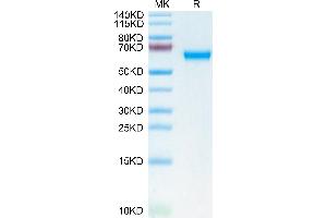 CLEC5A Protein (AA 26-190) (Fc Tag)