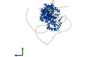 AlphaFold protein structure predicition of Human Recombinant CHAT Protein, UniprotID P28329