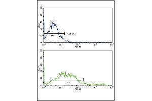 Flow cytometric analysis of NCI- cells using EphA2 Antibody (N-term)(bottom histogram) compared to a negative control cell (top histogram). (EPH Receptor A2 antibody  (N-Term))