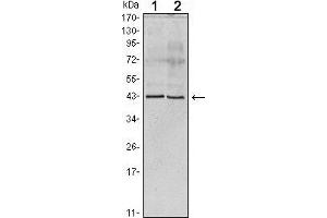 Western blot analysis using Apoa5 mouse mAb against human serum (1) and Apoa5 recombinant protein (2). (Apoa5(ab) (AA 20-363) antibody)