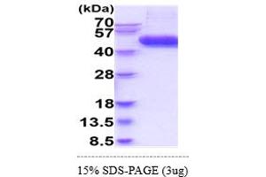 SDS-PAGE (SDS) image for Interleukin 1 Receptor, Type II (IL1R2) (AA 14-343) (Active) protein (His tag) (ABIN7281332) (IL1R2 Protein (AA 14-343) (His tag))