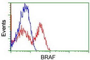 Flow Cytometry (FACS) image for anti-B-Raf proto-oncogene, serine/threonine kinase (BRAF) antibody (ABIN1496951) (BRAF antibody)