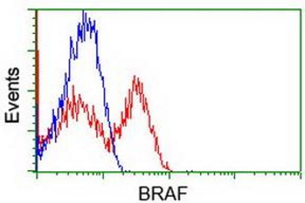 BRAF 抗体