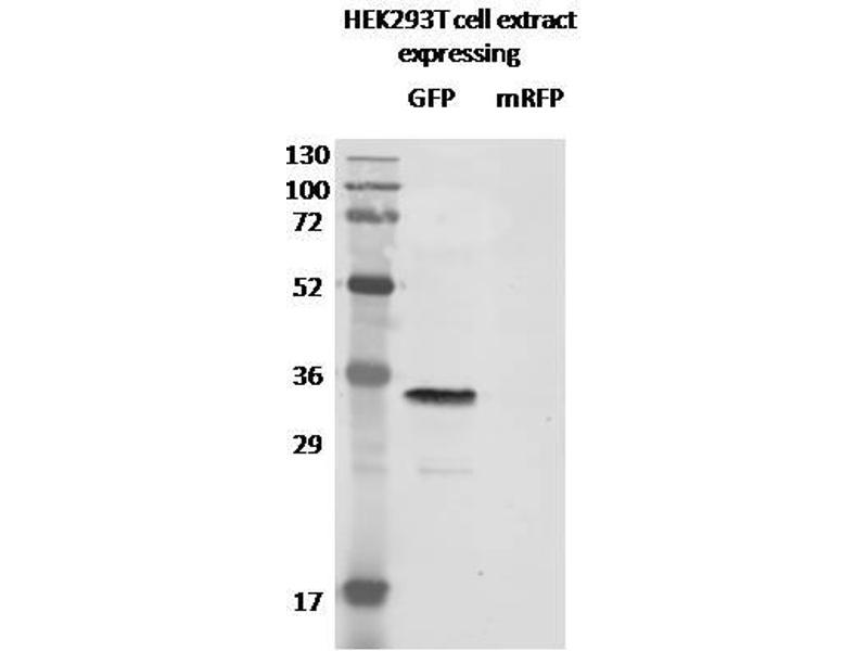 anti-Green Fluorescent Protein (GFP) antibody
