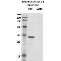 anti-Green Fluorescent Protein (GFP) antibody