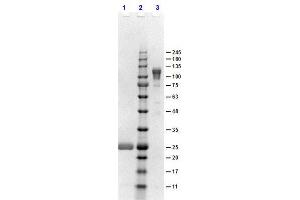 SDS-PAGE results of Goat F(ab')2 Anti-Rabbit IgG F(c) Antibody. (Goat anti-Rabbit IgG (Fc Region) Antibody - Preadsorbed)